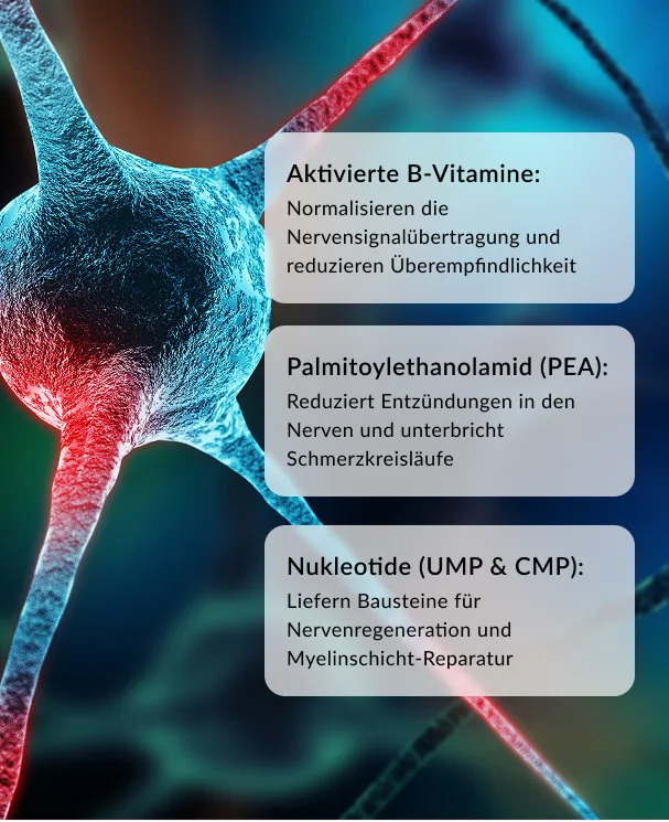 Übersicht der Wirkstoffe: Aktivierte B-Vitamine, Palmitoylethanolamid (PEA), Nukleotide (UMP & CMP)