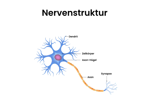 Illustration einer Nervenzelle mit Myelinschicht