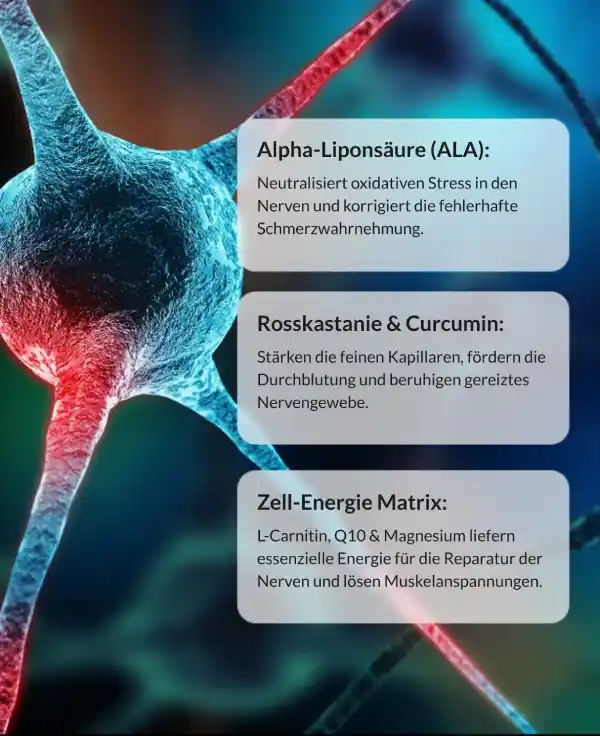 Übersicht der Wirkstoffe: Alpha-Liponsäure (ALA), Rosskastanie & Curcumin, Zell-Energie Matrix